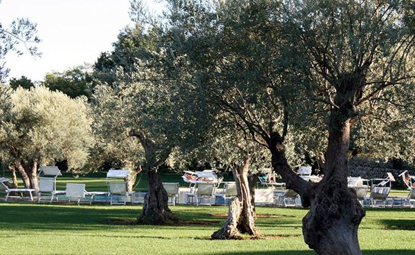 Masseria-degli-ulivi-oliven